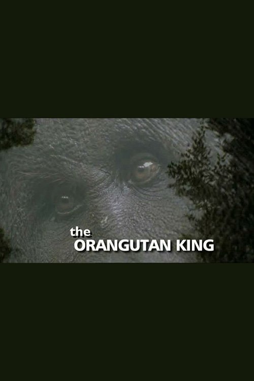 Постер The Orangutan King